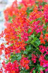 Red geranium flowers, ornamental garden geranium plant in blossom