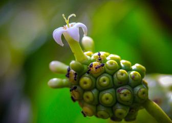 Flower and fruit of Noni, full of ants for its sweet nectar.