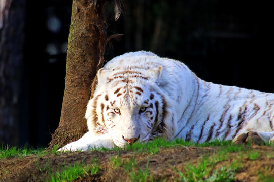 1 197 Best Tigre Blanc Images Stock Photos Vectors Adobe Stock