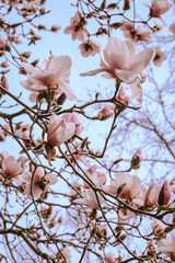magnolia pink flowers