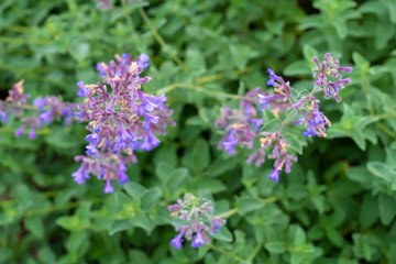 Young lilacs