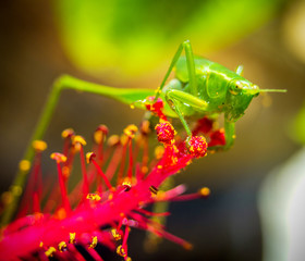 A green grasshopper eats from the pollen of a cayenne, with its front leg takes food while looking at the camera.