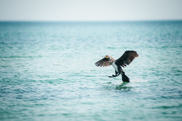 Black with white bird sits on the water