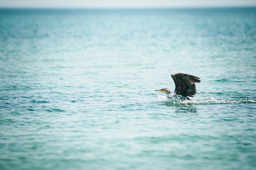 Black with white bird sits on the water