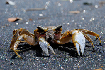Beach Crab Bali