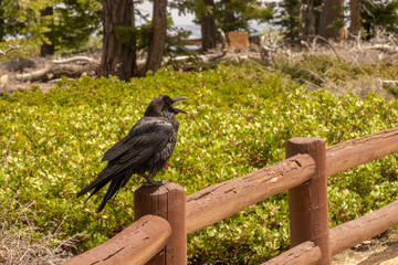 Raven at Bryce Canyon National Park