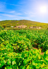 Fototapeta na wymiar Vineyard of Pinot noir variety at a mediterranean winery.