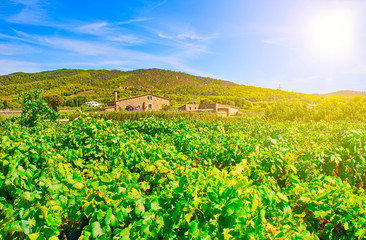Fototapeta na wymiar Vineyard of Pinot noir variety at a mediterranean winery.