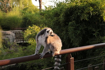 Lamure nel giardino zoologico