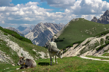 North of Italy, Dolomites, Mountains, Cattle