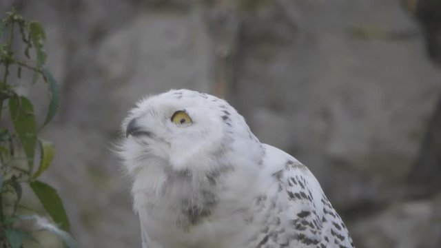 Snowy owl (Bubo scandiacus or Nyctea scandiaca) sitting on a stick.