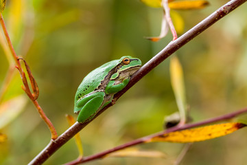 Frog in autumn forest.