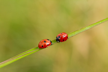 Beautiful ladybugs being mate on green leaves