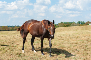 Fototapeta premium Horse