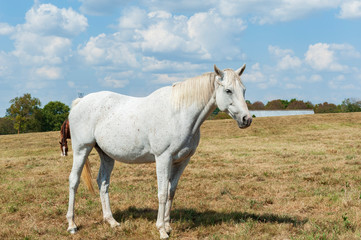 Naklejka na ściany i meble White horse on farm
