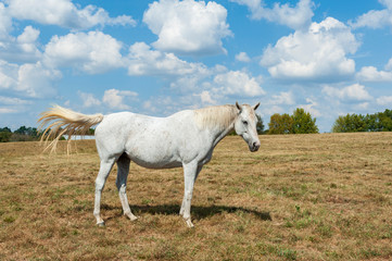 White Horse