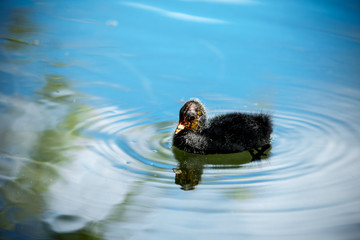 wild native bird in the sanctuary of the Lake Virginia Lake reserve