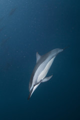 spinner dolphin, stenella longirostris, Mauritius