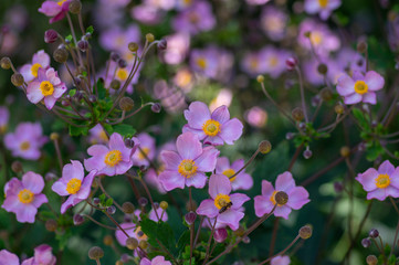 Anemone hupehensis japonica in bloom, beautiful pink flowering park ornamental plant