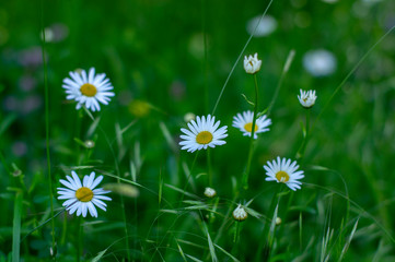 Bellis perennis wild beautiful flowers in bloom, group of flowering plants, bright white petals with yellow center © Iva