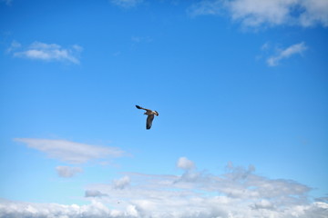 Flying seagull bird on a background of blue sky