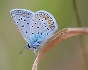 Blue butterfly closeup