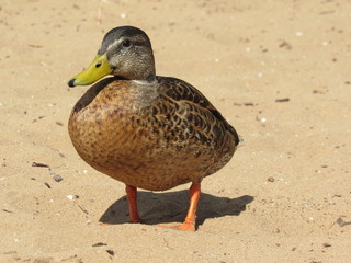 duck on the beach