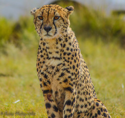 A Cute Cheetah in Kruger National park