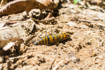 Beautiful black and yellow butterfly cocoon on the ground - Bahia, Brazil