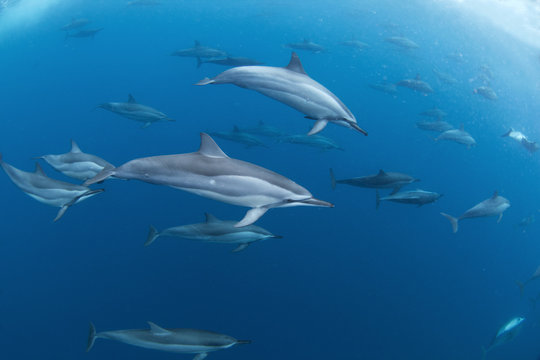 Spinner Dolphin, Stenella Longirostris, Mauritius