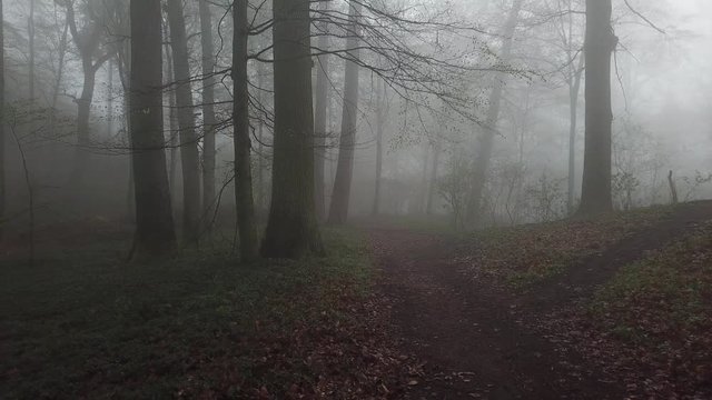mystischer wald im nebel