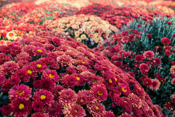 Large raised flowerbed with bright chrysanthemums close-up