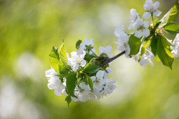 branch of cherry tree with white flowers 3