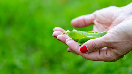 Beans and peas crop, nature concepts