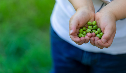 Beans and peas crop, nature concepts