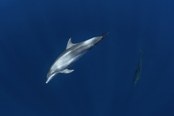 Naklejka premium common bottlenose dolphin, tursiops truncatus, Mauritius