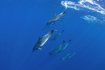 common bottlenose dolphin, tursiops truncatus, Mauritius