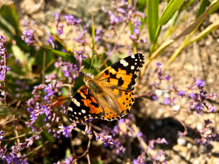 Multi-colored butterfly on small violet flowers
