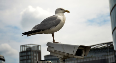 Seagull sitting on a security camera in London