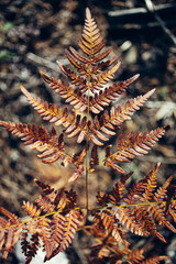 Branch of dry orange fern.