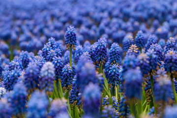 Obraz premium Grape hyacinth garden, istanbul , turkey