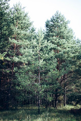 Beautiful trees in pine forest