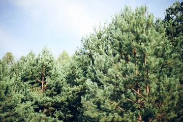 Beautiful pine forest
