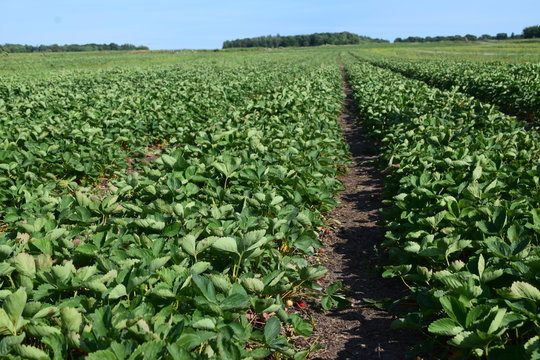 Raccolta Fragole in Quebec