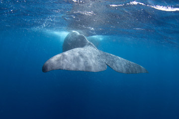 sperm whale, physeter macrocephalus, tooth whale