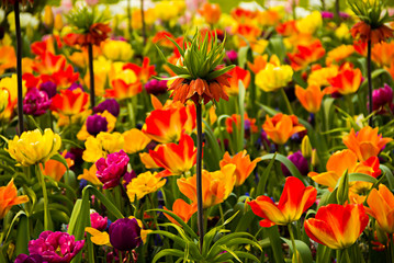 Fototapeta premium Beautiful Dutch multicolored and different (kind, variety) breeds tulip flowers field in spring time, the Netherlands (Holland), Keukenhof, Lisse