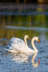 Two white swans on a lake