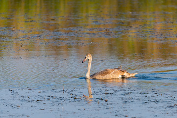 Young gray mute swan or Cygnus olor swimming on the water