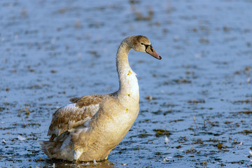 Young gray mute swan or Cygnus olor swimming on the water