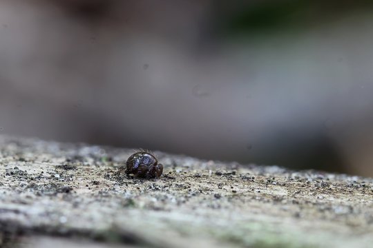 Der kleine Wasserkugelspringer beim grasen der kleinsten Algen